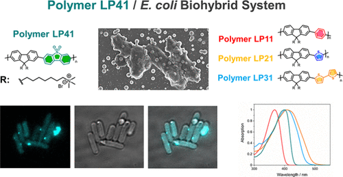 Finally out in @acsnano: pubs.acs.org/doi/10.1021/ac… Exploring hybrids of conjugated polymer with bacteria for photocatalytic hydrogen production. Led by @YingYang_0709, with @ZwijCompChem, @AJCowanGroup @luningliu and @aicooper.