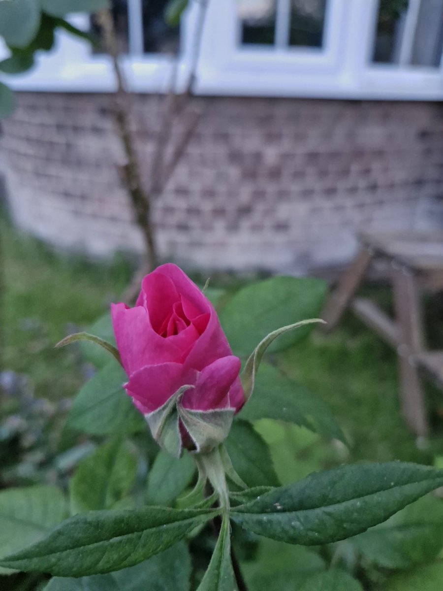 I almost broke myself tearing the roses out of the shady back garden to transplant them to the front so that I could smell them from my desk at the front window. They have tried to forgive me & every year they are a scraggly delight. So here's rosebuds, an appreciation: