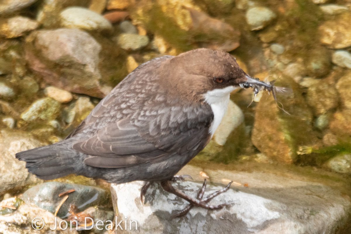 Little mouths to feed, a pair of dippers. Ambleside.