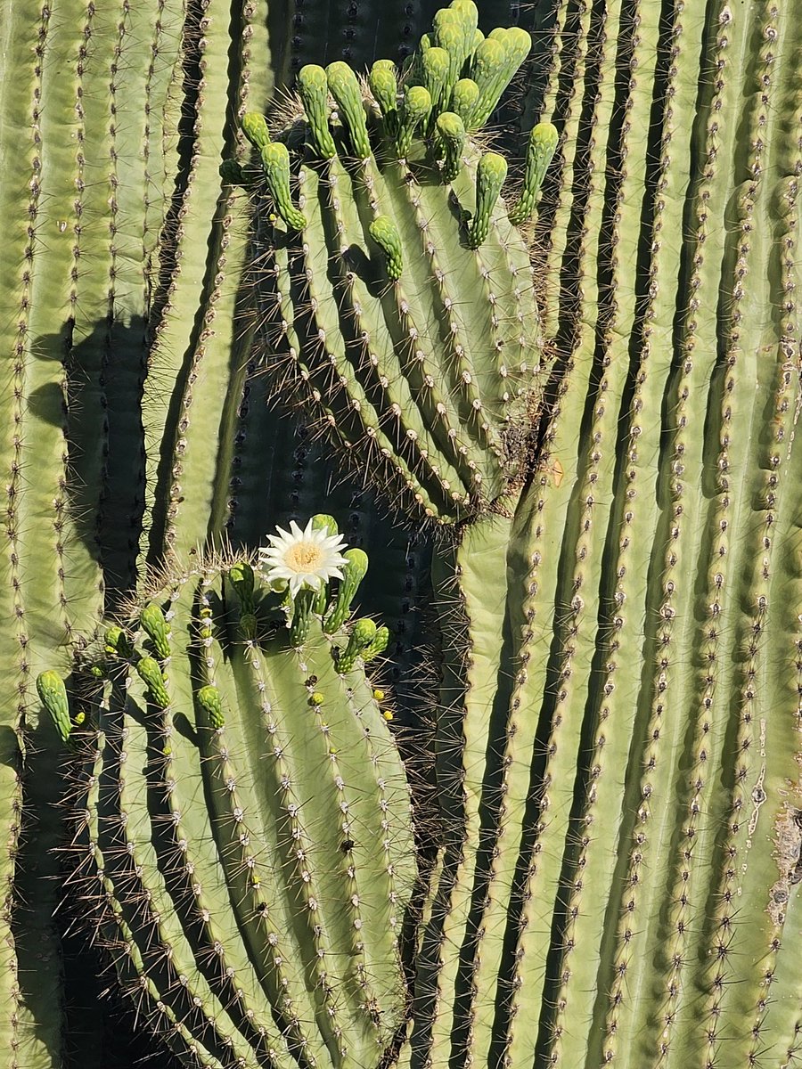 SteinmarkBook's tweet photo. Arizona blossoms. https://t.co/hwsygqf2DH
