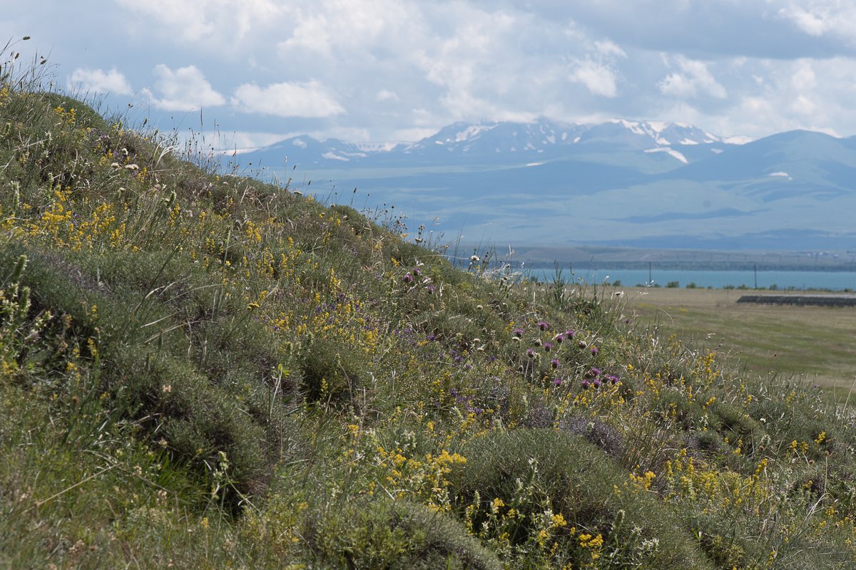 DenysVynokurov's tweet photo. 🌿⛰️ Our latest paper delineates distinct vegetation types of dry grasslands and thorn-cushion communities in Armenia, highlighting differences in species composition, structure, and environmental conditions. https://t.co/p6bm8KrUwq #biodiversity #ecology #grasslands https://t.co/wYDQCfQRXn