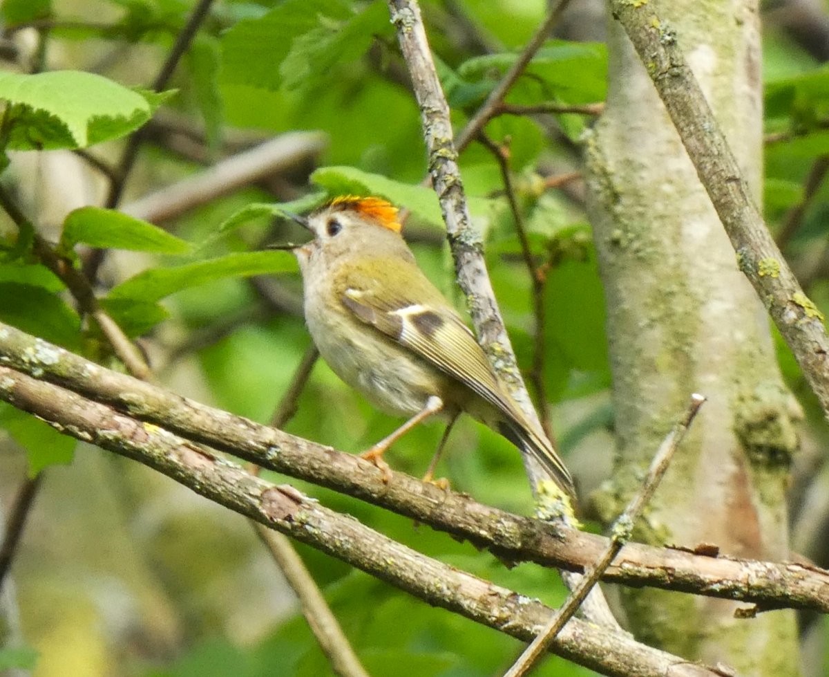 WildlifeDales's tweet photo. One of our officers captured these images of a male Goldcrest displaying his bright orange crown to a rival male in #Swaledale last week.

Goldcrest are the UK's smallest bird, weighing only 5 to 6 grams, but they have big personalities! https://t.co/qhK605djXw
