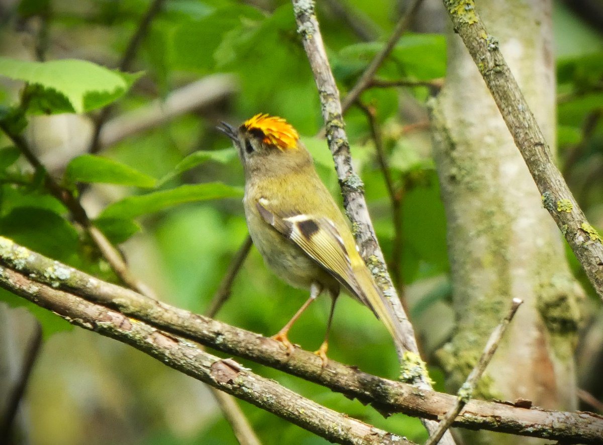 WildlifeDales's tweet photo. One of our officers captured these images of a male Goldcrest displaying his bright orange crown to a rival male in #Swaledale last week.

Goldcrest are the UK's smallest bird, weighing only 5 to 6 grams, but they have big personalities! https://t.co/qhK605djXw
