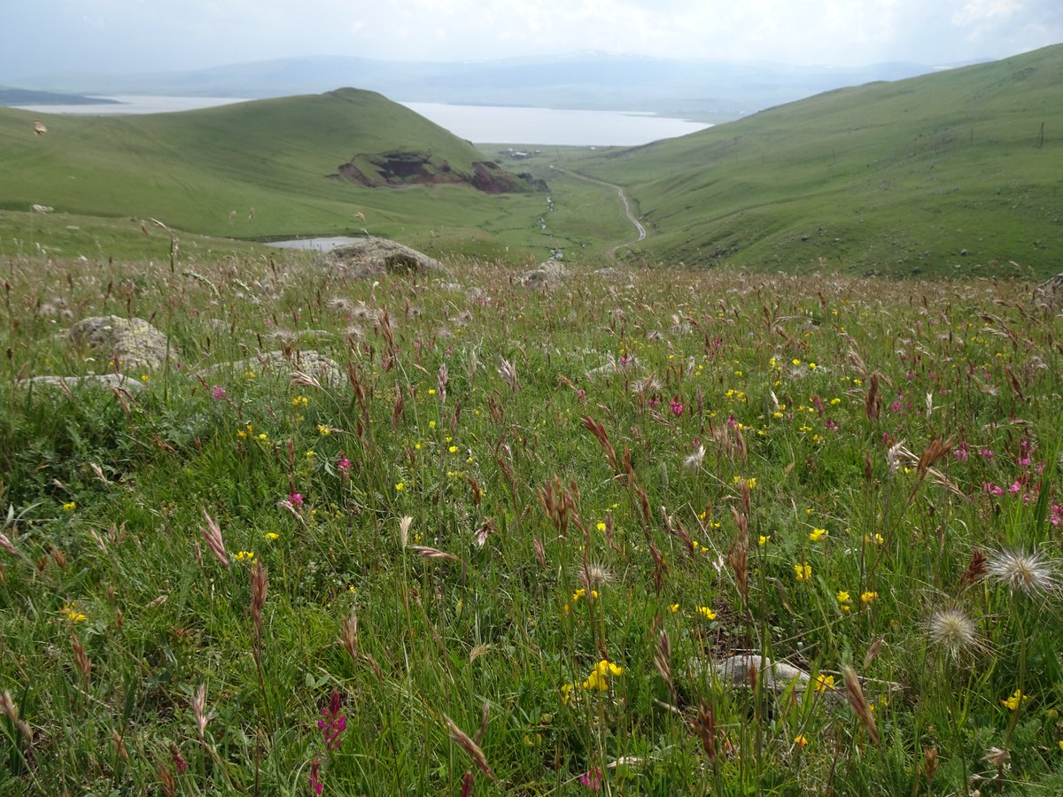 DenysVynokurov's tweet photo. 🌿⛰️ Our latest paper delineates distinct vegetation types of dry grasslands and thorn-cushion communities in Armenia, highlighting differences in species composition, structure, and environmental conditions. https://t.co/p6bm8KrUwq #biodiversity #ecology #grasslands https://t.co/wYDQCfQRXn