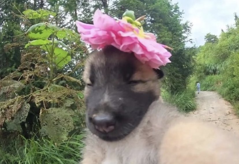 northstardoll's tweet photo. how it feels going on a walk when it’s sunny and nice outside https://t.co/kkAV9fujmb