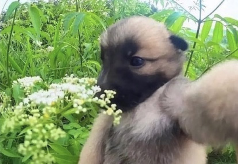 northstardoll's tweet photo. how it feels going on a walk when it’s sunny and nice outside https://t.co/kkAV9fujmb