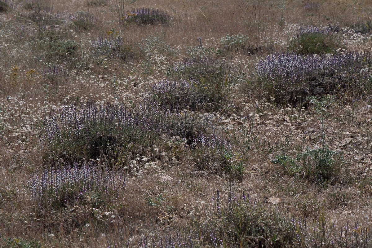 DenysVynokurov's tweet photo. 🌿⛰️ Our latest paper delineates distinct vegetation types of dry grasslands and thorn-cushion communities in Armenia, highlighting differences in species composition, structure, and environmental conditions. https://t.co/p6bm8KrUwq #biodiversity #ecology #grasslands https://t.co/wYDQCfQRXn