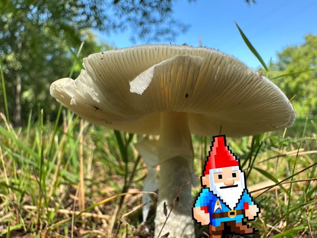 catching some shade under this perfect mushroom 🍄 found by @fun_g4l #MushroomMonday