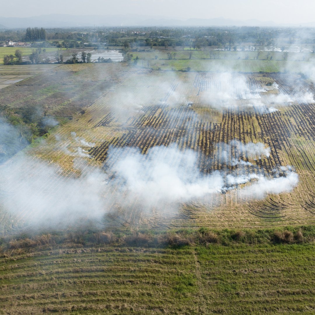 While crop burning can offer some agricultural benefits, smoke pollutes the air surrounding burn areas and for miles beyond. iqair.com/us/newsroom/cr… #cropburning #airquality #airpollution #smoke