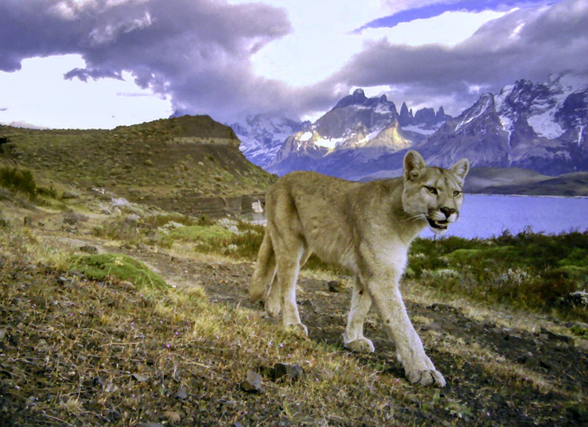 Comparing abundance estimates of a cryptic #carnivore in southern #Patagonia using two experimental methods …lpublications.onlinelibrary.wiley.com/doi/10.1111/ac… #puma @WileyEcolEvol