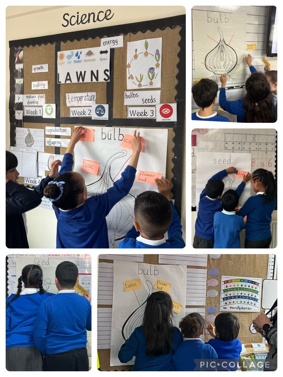 A competitive race to label the parts of a seed and a bulb. 🌱