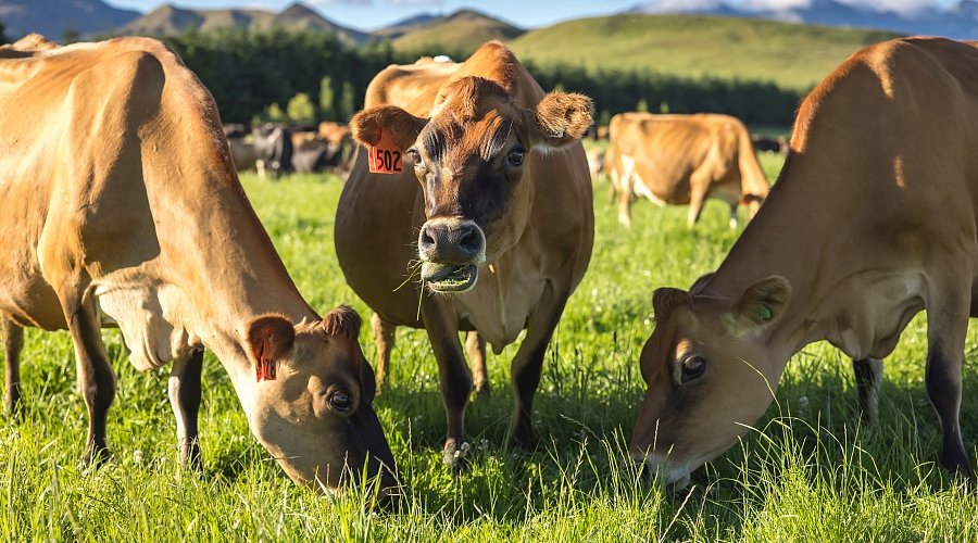 🐄🥛 Mars Inc. has unveiled a US$47M plan to reduce the carbon footprint of its dairy sourcing, a significant contributor to its greenhouse gas emissions. mars.com/sustainability…