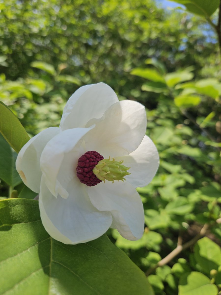FoxieYorkie's tweet photo. Spent a few hours in the sun at #EdinburghBotanicalGardens with 1/4 of our kids on Saturday #AvidAdventurer https://t.co/MLrfHfS98l