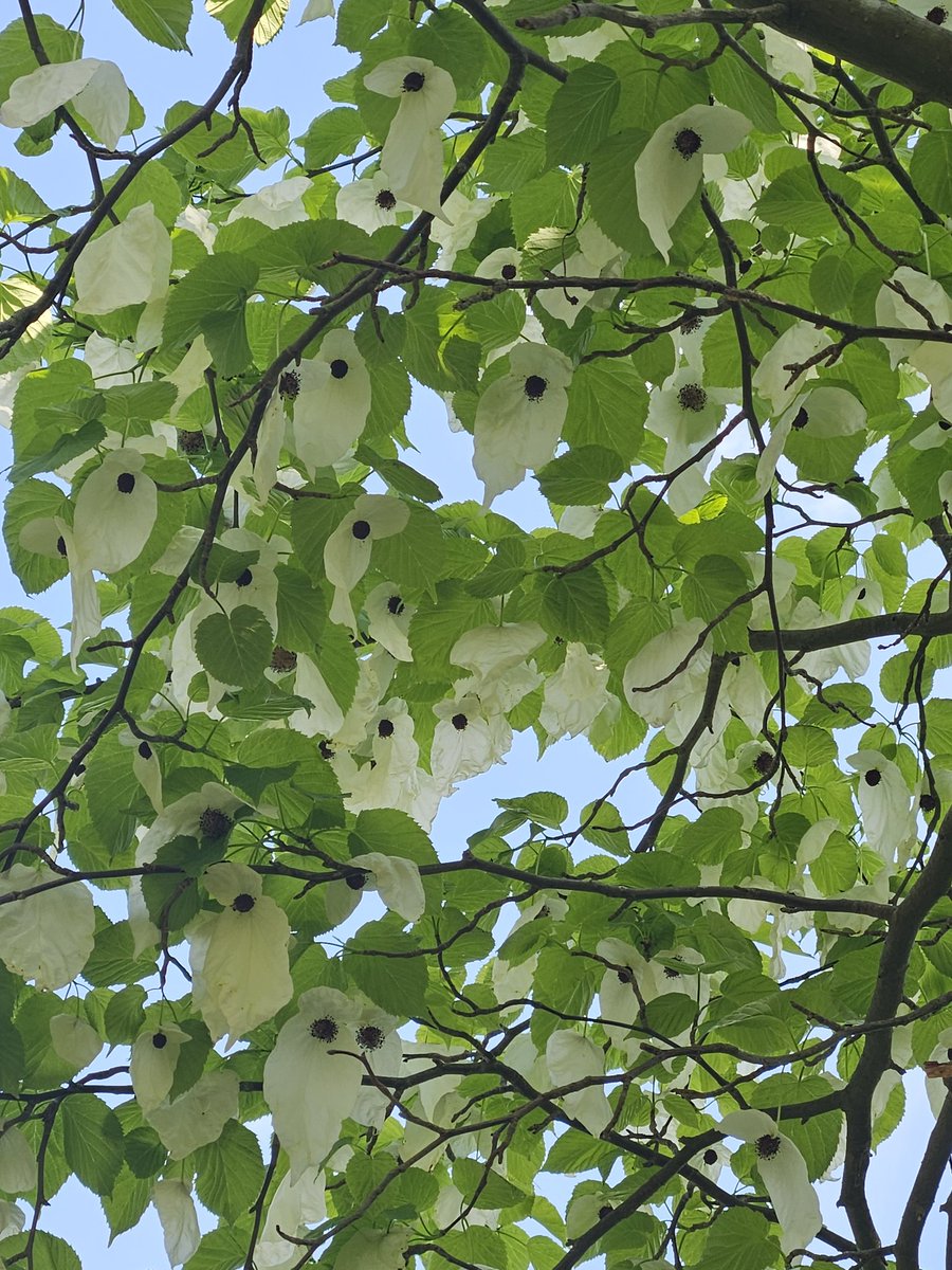 FoxieYorkie's tweet photo. Spent a few hours in the sun at #EdinburghBotanicalGardens with 1/4 of our kids on Saturday #AvidAdventurer https://t.co/MLrfHfS98l