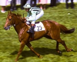 TAP ON WOOD 🇮🇪1976
(SALLUST  - CAT O'MOUNTAINE BY RAGUSA)
#TapOnWood
B/ Irish National Stud 🇮🇪 Feb 15, 1976
O/ Mr A D Shead 
T/ Barry Hill, 
YERSAL 12,500 Gns
18-10-2-1---$173,970
National S G2, 2000 Guineas G1, Kiveton Park Stud S, Thirsk Classic Trial, Donnington Castle S,