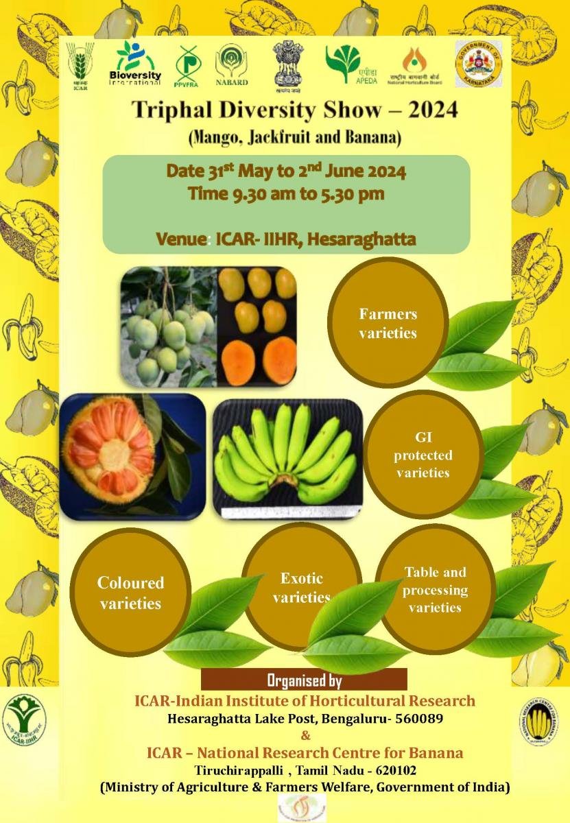 Triphal Diversity Show - 2024 (#Mango, #Jackfruit & #Banana) at @ICAR_IIHR is being organized during 31st May to 2nd June 2024 in collaboration with @sphindia and @IcarNrcb and with the support of @icarindia @APEDADOC @BiovIntCIAT_eng @NABARDOnline iihr.res.in/sites/default/…