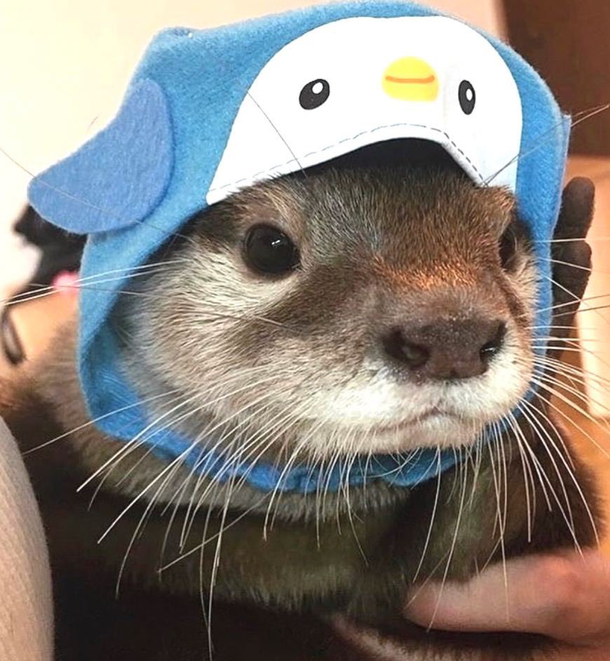 @FreeWillyAlpha, remember what you said yesterday about people getting scared when someone pauses to tweet? There are too many confident individuals in this CTO to fall for that. Also, <a href="/ResolventSol/">Resolvent</a> is a supporter of #Otty. An anonymous user, known as <a href="/_Shadow36/">Shadow</a> , is also a fan.