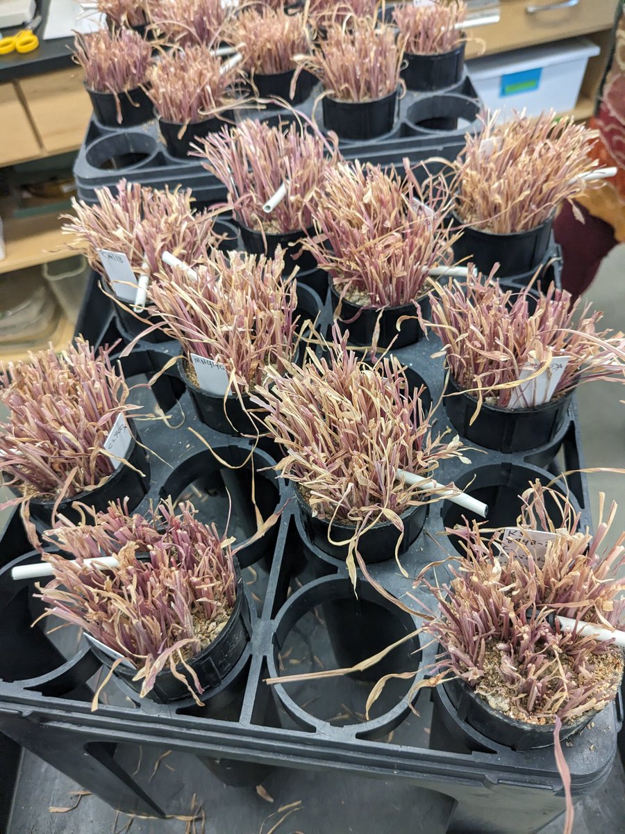 INVAM (@fungiinvam) on Twitter photo INVAM is harvesting cycle 3 of #AMF cultures since moving to <a href="/KUEcoResearch/">Kansas Bio Survey & Center for Ecological Research</a>! In the past year, our website, invam.ku.edu, has had more than 20,000 views and we have had 1,200 visitors to our online store, universityofksinvam.company.site/products/. Thank you all for your support! INVAM is harvesting cycle 3 of #AMF cultures since moving to <a href="/KUEcoResearch/">Kansas Bio Survey & Center for Ecological Research</a>! In the past year, our website, invam.ku.edu, has had more than 20,000 views and we have had 1,200 visitors to our online store, universityofksinvam.company.site/products/. Thank you all for your support!
