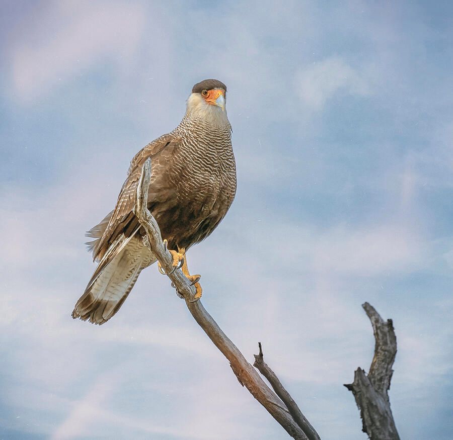 Southern Crested Caracara! buff.ly/4dCc1Ws #caracara #bird #birdphotography #patagonia #chili #falcon #perched #wildlife #wildlifephotography #artforsale #AYearForArt #BuyIntoArt #giftideas @joancarroll