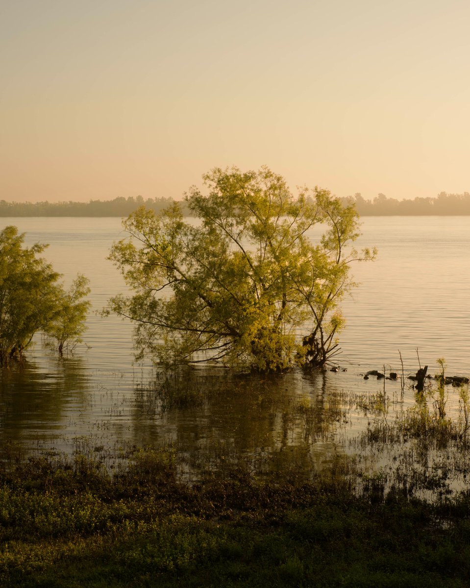virginiahanusik's tweet photo. studies on water and light along the lower mississippi river https://t.co/zx0tal6tPz