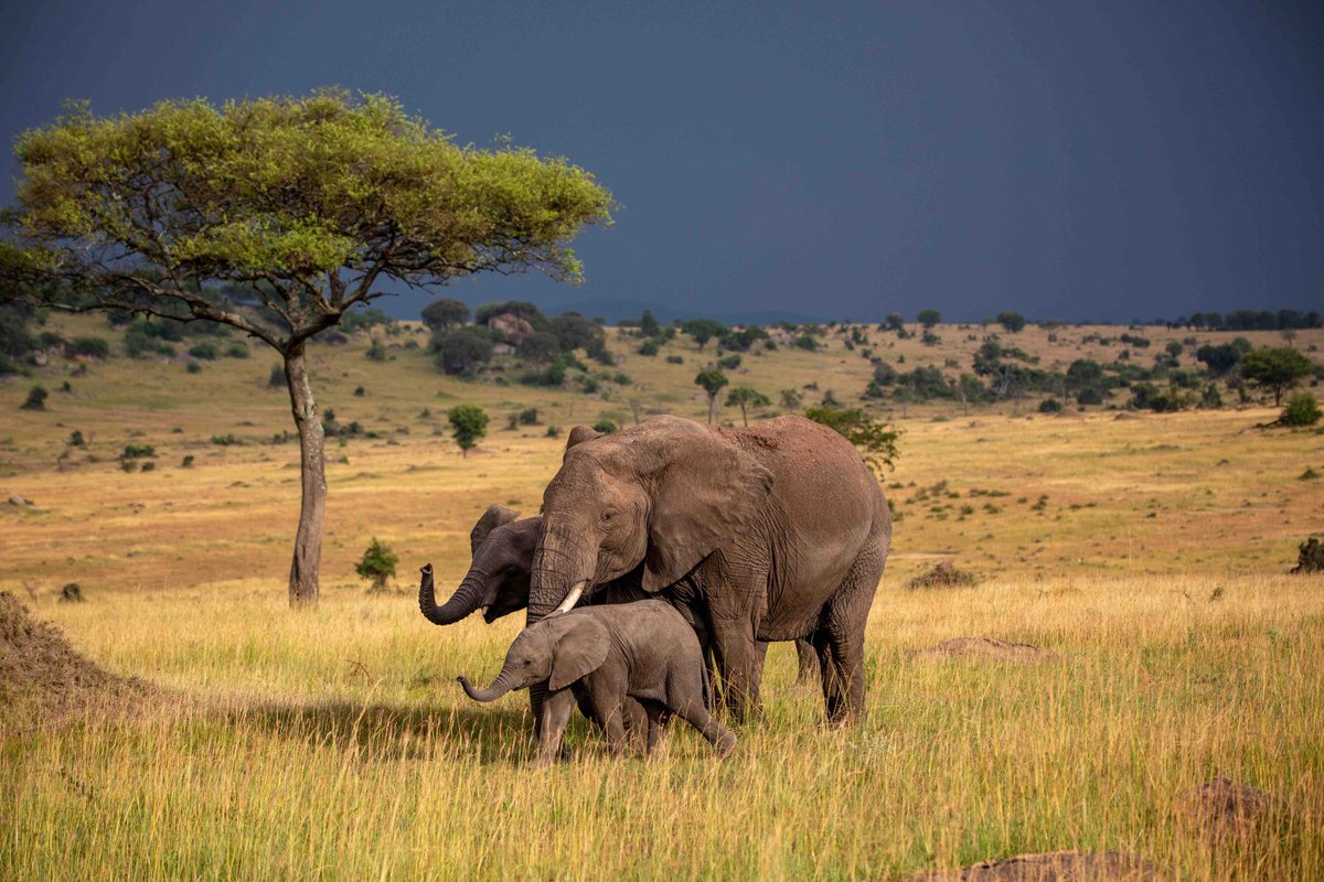 Tanzania lost 60% of its elephant population, and 64000 killed during the poaching epidemic in 2013-2015 Wild Survivors UK resiliently worked with local communities and found the solution. Read the full story to know how they overcame the challenges: lnkd.in/dPbd3pm9