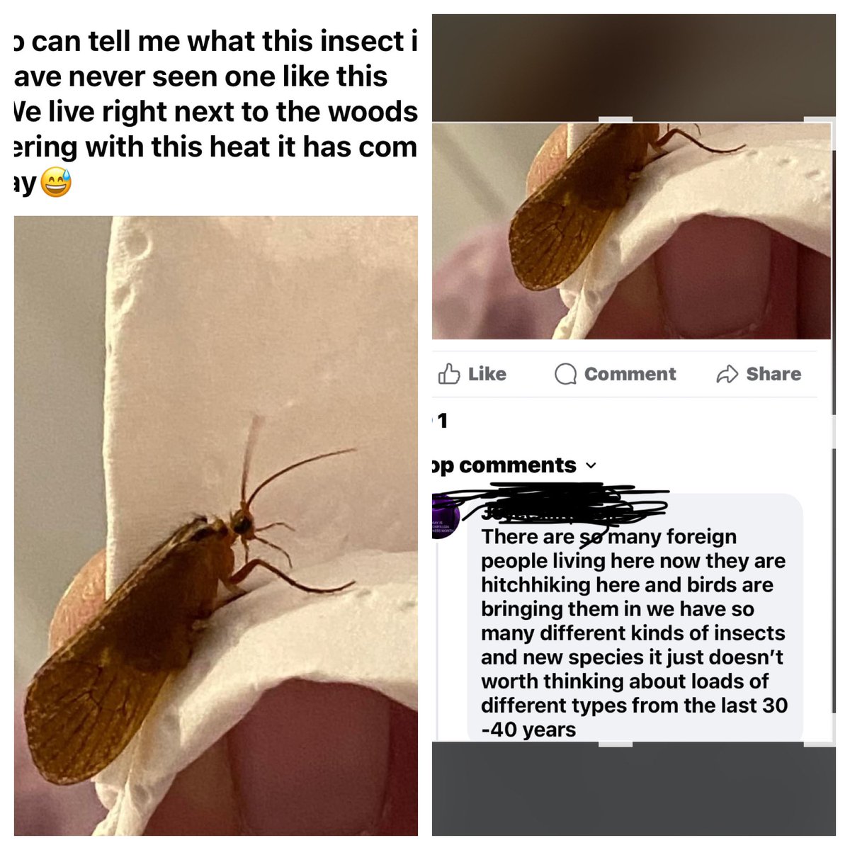 Someone on a local fb group draws attention to hitchhiking migrant insects brought by gang smuggling foreign birds. Fuck I love right wing lunatics. Half a brain cell and yet so much comedy value. #Stopthebugs