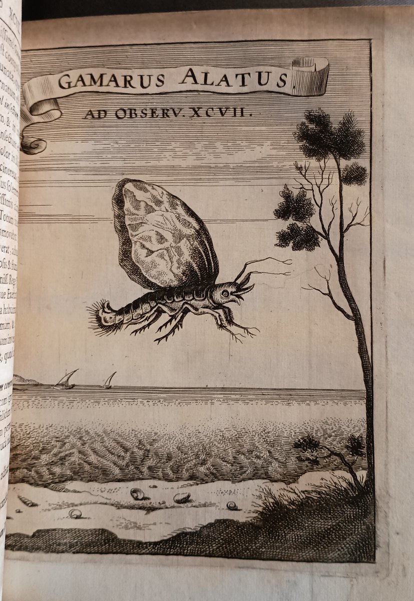 Apparently they had flying prawns in the 17th century! From the wonderful (and varied) scientific journal, 'Miscellanea Curiosa'.