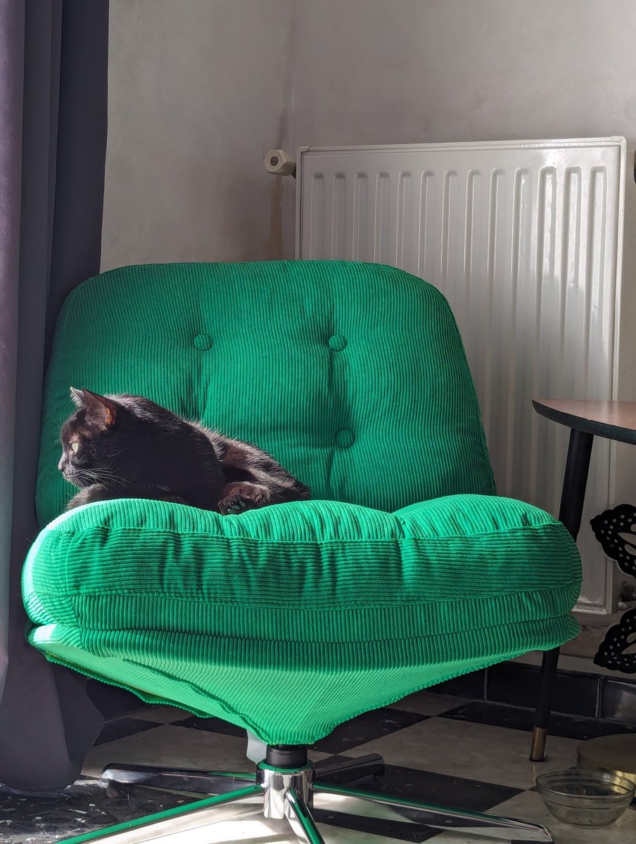 FatXena's tweet photo. J'ai attrapé ma première tourterelle et j'ai le nouveau fauteuil https://t.co/QzU8KDpAxL
