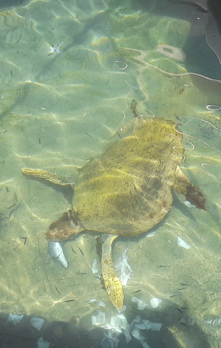 🐢 Keep moving, you'll not only improve your #mentalhealth but you may also see something awesome... today a sea turtle #chania harbour #MentalHealthAwarenessWeek