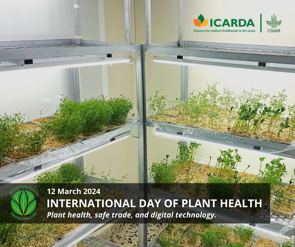 ICARDA's Seed Health Labs:
 
🌱 Test 50,000 seed samples annually
🌿 Safely distribute germplasm to 70+ countries
🌍 Receive seeds from research institutions in 50+ countries

Learn more about our work: icarda.org/media/blog/saf… 

#PlantHealth