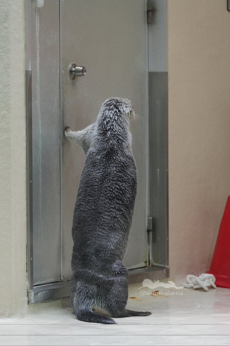 メイちゃんの壁ドン

#鳥羽水族館 #ラッコのメイちゃん #メイ #ラッコ #tobaaquarium #seaotter