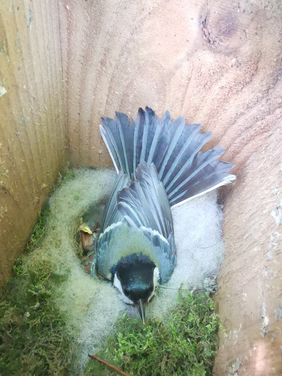 We have chicks! This is not a drill! WE HAVE CHICKS