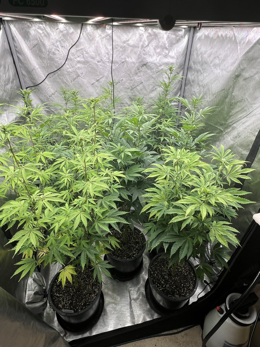 Good morning! Day 13 after the flip on these ladies! Looks like they are done with the stretch, 🧬’s on deck -Lambs Bread -Platinum Bubba x Skunk#1 x Peanut Butter Breath -Blueberry Muffins x Peanut Butter Breath