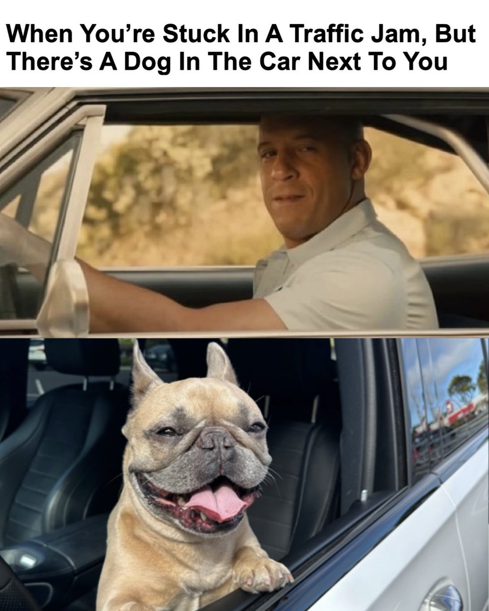 And that road rage subsides a little bit 🚘 🐶 

#MemeMonday #fastandfurious #vindiesel #dogparents #frenchbulldog #roadrage