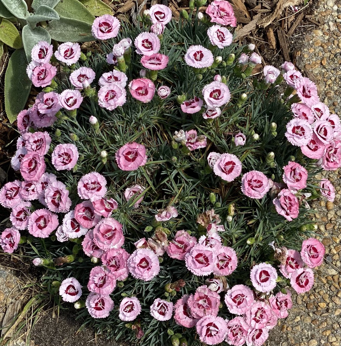 Sweet William for #MagentaMonday. Such pretty blossoms! Hope it’s a day that you can get your hands dirty. #GardeningX #Flowers #MasterGardener