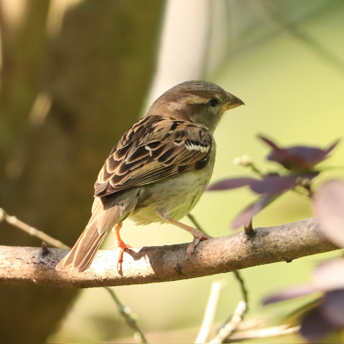 I will forever adore the sweetness of sparrows... #housesparrows #housesparrow #sparrows #birds #sparrow #birdworld #ohiobirdworld #ohiobirdlovers #birdlovers #birdwatching #birdwatchers #birdlife #birdwatchersdaily #birdwatcher #birdloversdaily #backyardbirding #ohiobirds