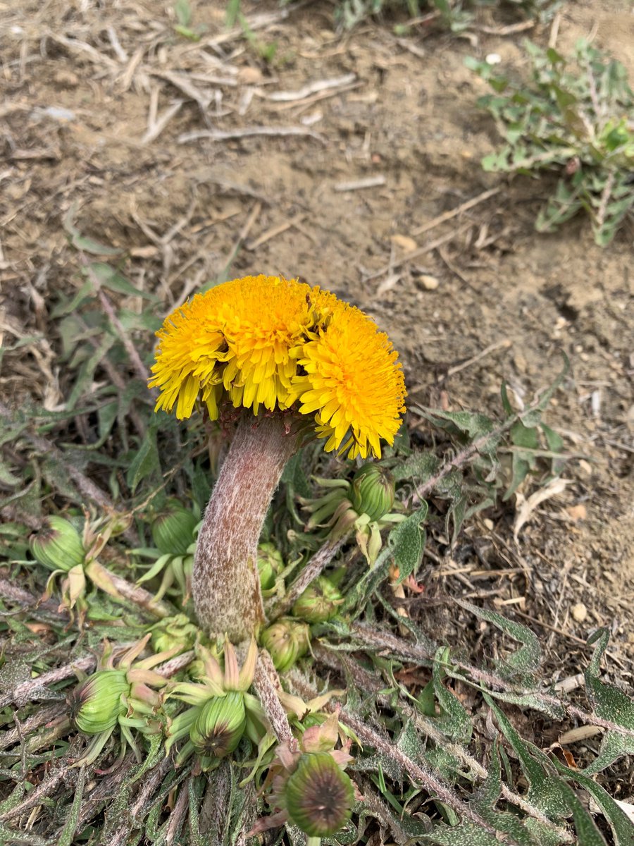 Now THIS is a dandelion lol #fasciation #dandelion #WeedScience