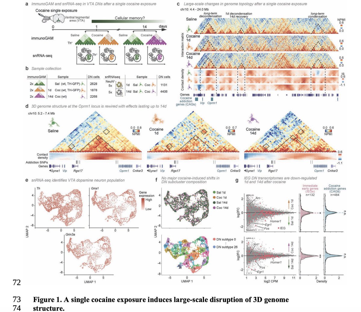 Two latest cool 3D genome structure preprints <a href="/biorxivpreprint/">bioRxiv</a> from Prof. Ana Pombo's lab <a href="/LabPombo/">PomboLab</a>:
1. A single dose of cocaine rewires the 3D genome structure of midbrain dopamine neurons biorxiv.org/content/10.110… 1/2