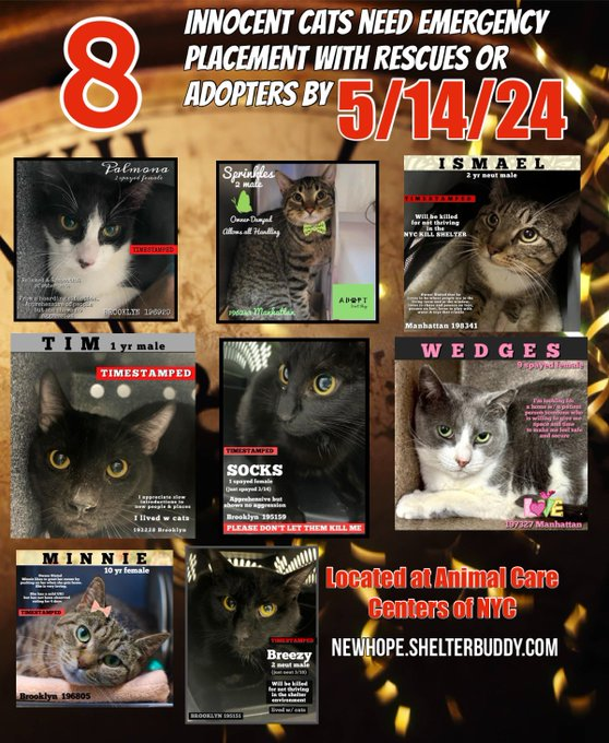 THESE 8 POOR CATS –SPRINKLES, BREEZY, ISMAEL, MINNIE, SOCKS, PALOMA, TIM AND WEDGES - ALL AT RISK OF EU ON 5-14-24🔥🔥🔥🔥 PLEDGES WLL HELP STIMULATE RESCUE INTEREST FOR ALL – MINNIE IS IN PARTICULAR NEED OF PLEDGES – SHE IS ON EPL FOR MEDIAL REASONS, HAS URI AND NOT EATING –