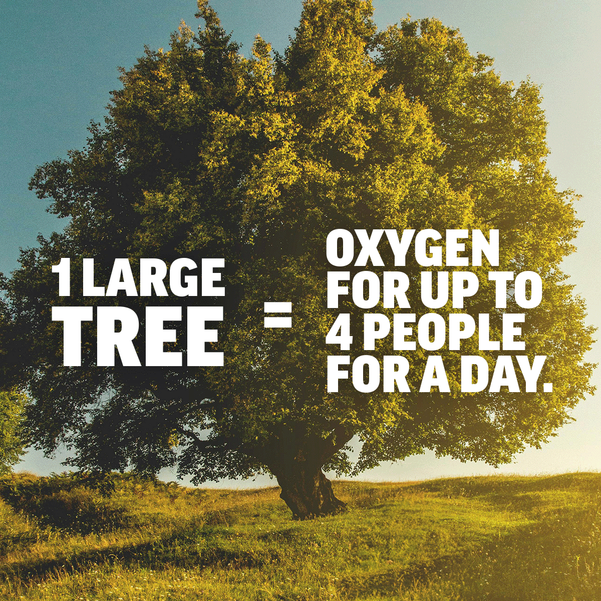DYK: 1 mature tree produces a day’s supply of oxygen for up to 4 people 💪 Every tree is hard at work removing carbon from the air and turning it into oxygen. And since most living things need oxygen to grow and thrive, having lots of trees on the planet is kind of a big deal.