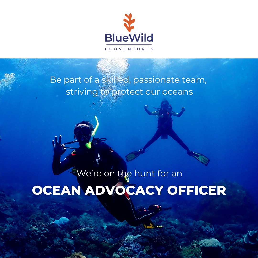 UNIQUE JOB OPPORTUNITY 🌊 Our ecotourism arm, BlueWild EcoVentures, is looking for an Ocean Advocacy Officer. Check out the job description here ➡️ divemindoro.org/wp-content/upl…
We look forward to reading your application!