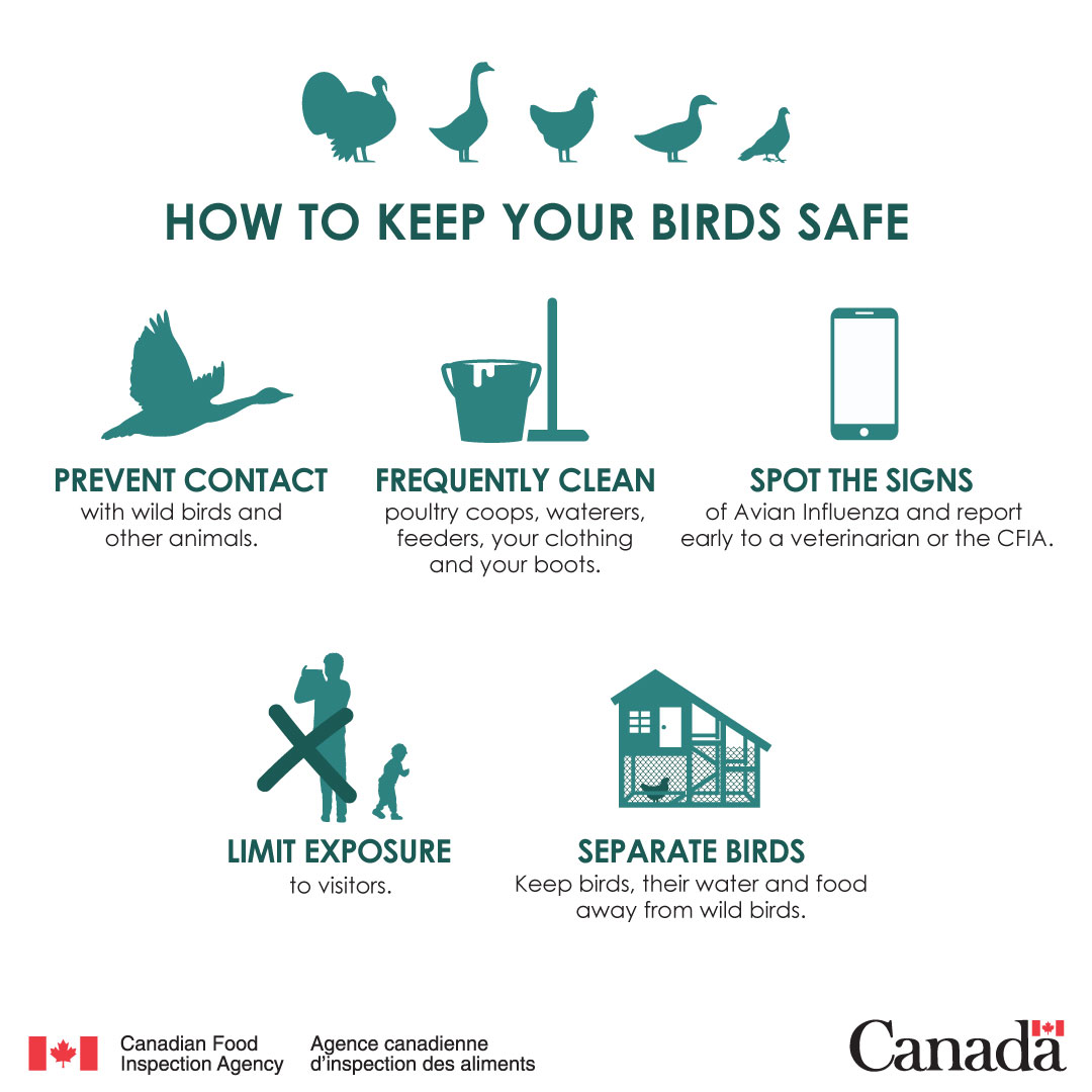 It is important for backyard/small-flock keepers to be aware of avian influenza and take extra measures to protect their flocks during the spring migration. bit.ly/3VclDAi