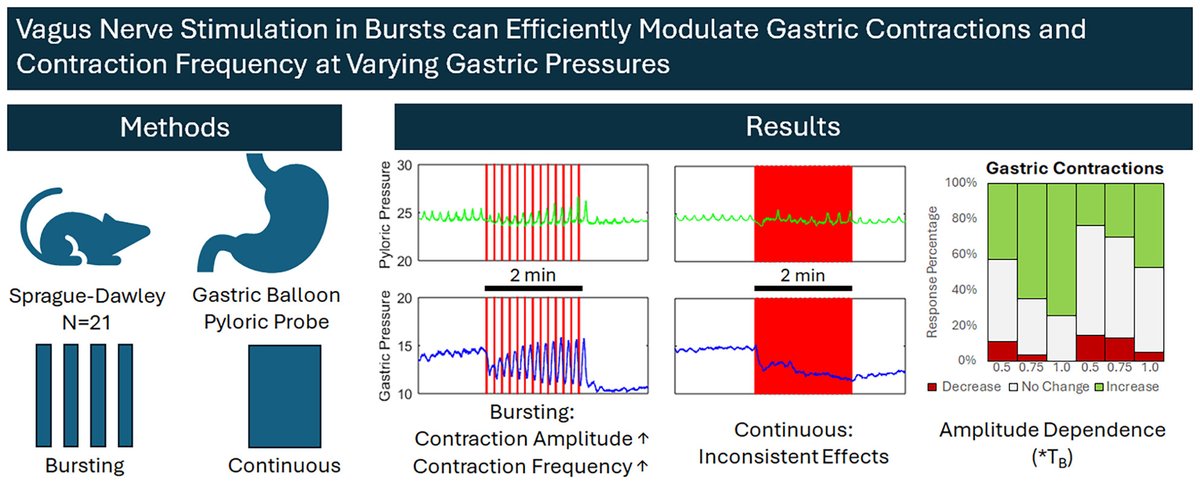 🆕🔥#VagusNerveStimulation in bursts can efficiently modulate #GastricContractions & contraction frequency at varying #Gastric #pressures‼️ #Gastric & #Pyloric #Pressure transducers👏 👉onlinelibrary.wiley.com/doi/10.1111/nm… @ANMSociety @esnm_eu @GITwitter