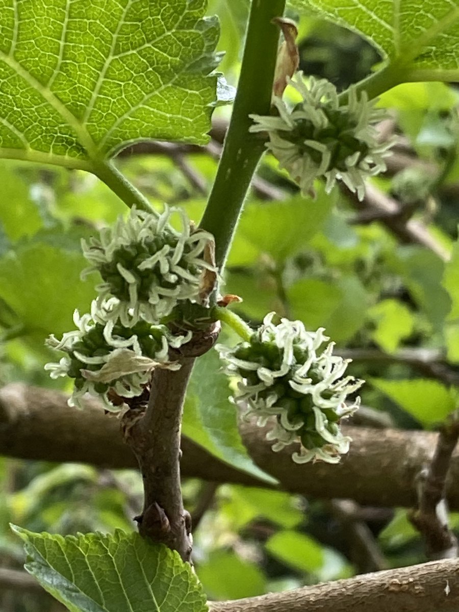In the garden / Im Garten 2024/47 Morus nigra Black mulberry / Schwarze Maulbeere