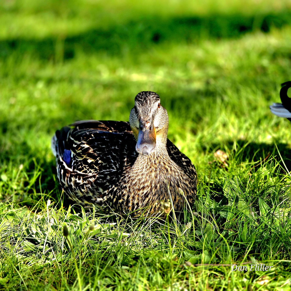 #MallardMonday
Momma staring me down.