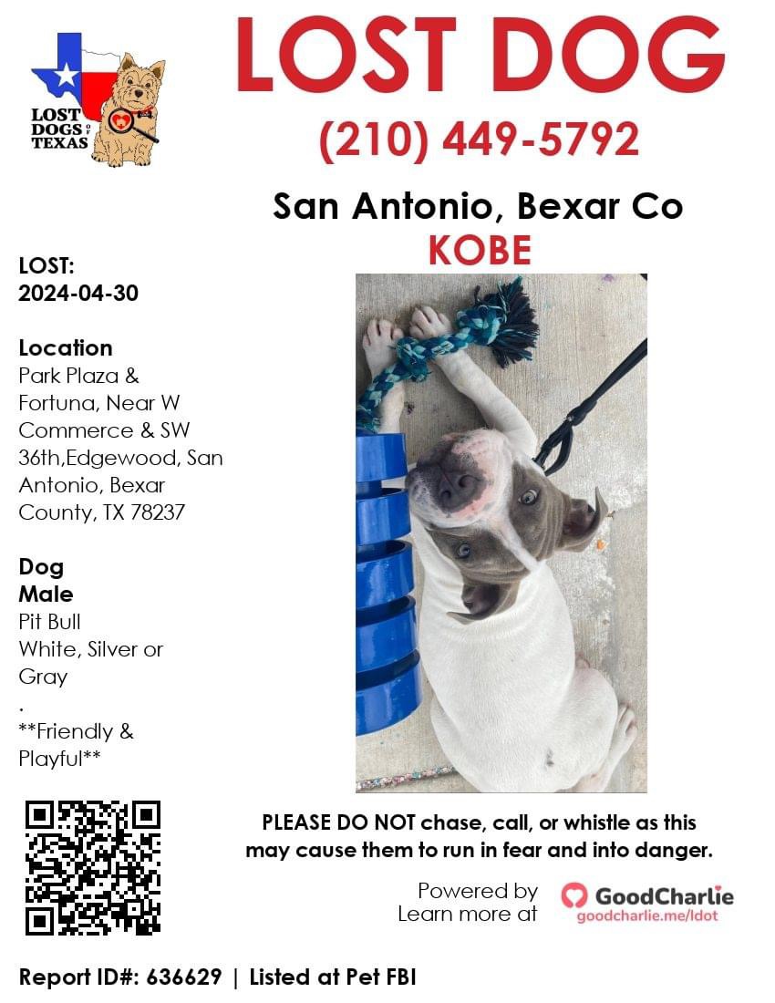 Keep an eye out for Kobe #SanAntonio #LostDog