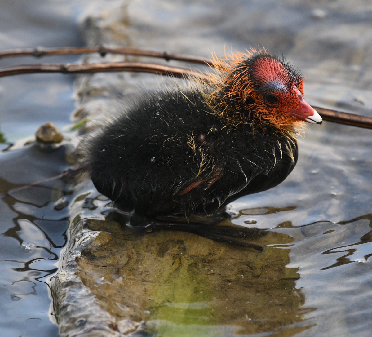 New life, but only its mother might love it..... #coot #bushypark @theroyalparks #birdphotography #Nikon