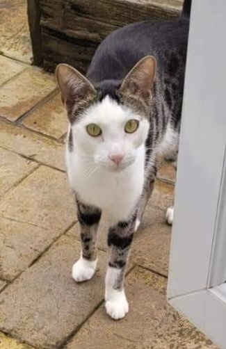 CatsMissing's tweet photo. 🆘️🆘️🆘️ #FindEric Male #LostCat
ESCAPED  FROM BROOK FARM CATTERY, HINDLEY ROAD, HINDLEY GREEN #WIGAN #WN2
SIGHTINGS NEEDED ...
Microchipped Neutered
#ScanMe #MissingCatsUK
https://t.co/BklLfh0IQ7 https://t.co/9CFL2AL1rF