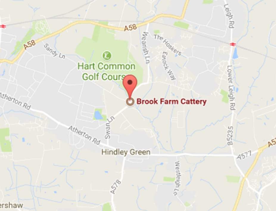 CatsMissing's tweet photo. 🆘️🆘️🆘️ #FindEric Male #LostCat
ESCAPED  FROM BROOK FARM CATTERY, HINDLEY ROAD, HINDLEY GREEN #WIGAN #WN2
SIGHTINGS NEEDED ...
Microchipped Neutered
#ScanMe #MissingCatsUK
https://t.co/BklLfh0IQ7 https://t.co/9CFL2AL1rF