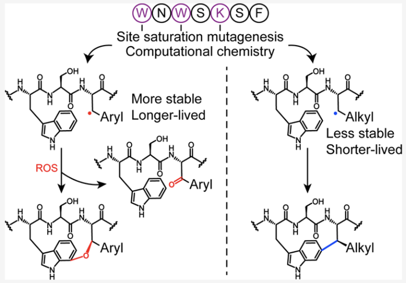 Darobactin Substrate Engineering and Computation Show Radical Stability Governs Ether versus C–C Bond Formation by Austin Woodard, Francesca Peccati, Claudio Navo, Gonzalo Jiménez-Osés, and Douglas Mitchell @ChemistryUIUC in @J_A_C_S pubs.acs.org/doi/10.1021/ja…